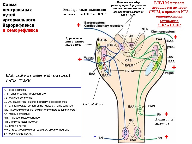 Схема центральных путей артериального барорефлекса  и хеморефлекса  Дорсальное  двигательное ядро вагуса